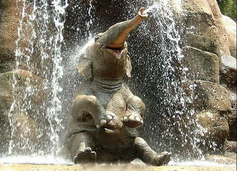 Elephant%20in%20shower