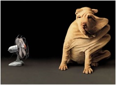 Dog%20in%20the%20wind