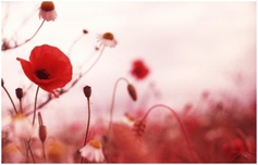 Poppies