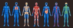Body%20systems